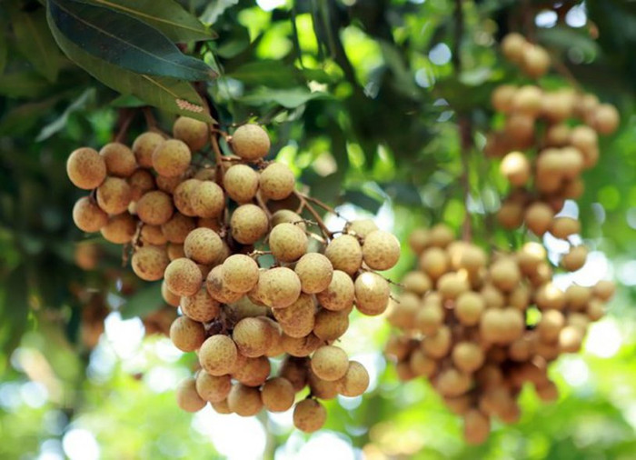 Những loại trái cây làm nên hương vị Đồng Tháp - quê hương Hồ Văn Cường Ảnh 4