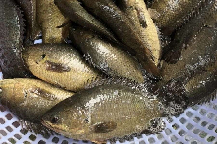 Những loại cá từng gắn bó với bữa cơm quê nay ngày càng hiếm gặp Ảnh 1