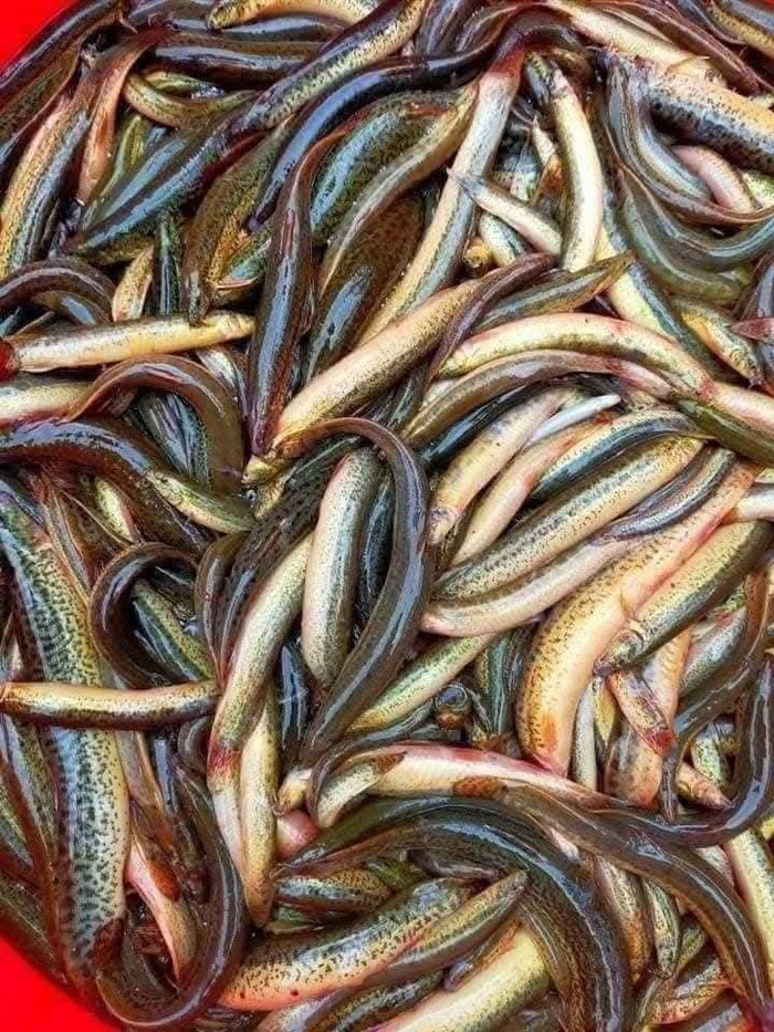 Những loại cá từng gắn bó với bữa cơm quê nay ngày càng hiếm gặp Ảnh 4