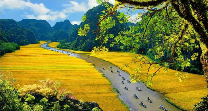 Ninh Bình mùa lúa chín