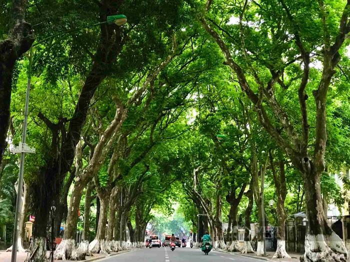 Hàng cây xanh trên phố Phan Đình Phùng. Ảnh: báo Dân Việt.