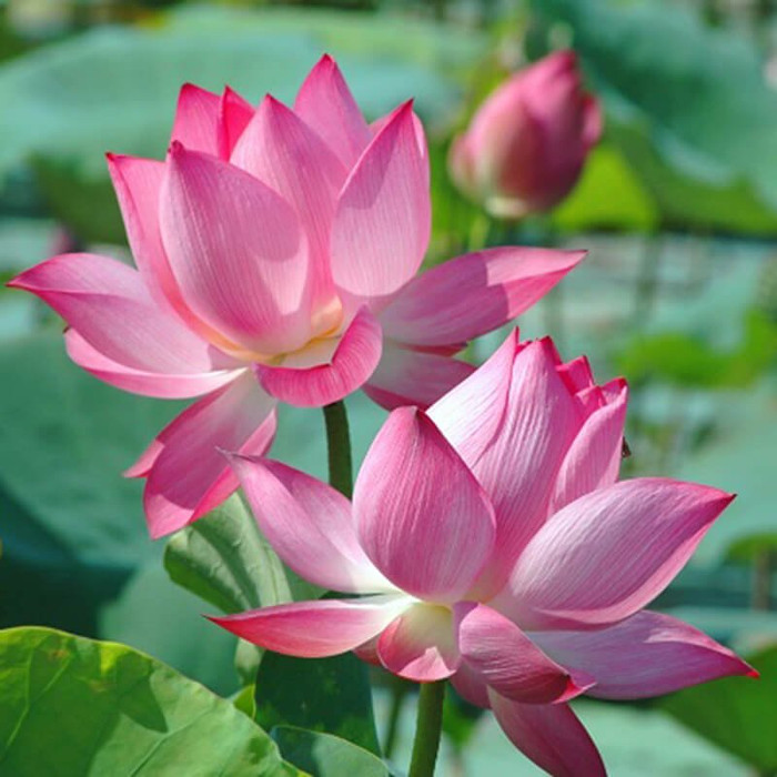 Về quê hương Hồ Văn Cường, nghe hương sen 'kể chuyện' Ảnh 2