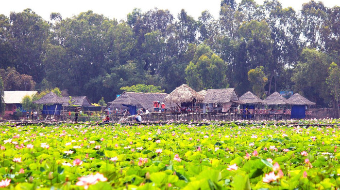 Về quê hương Hồ Văn Cường, nghe hương sen 'kể chuyện' Ảnh 6