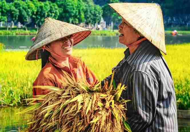 Người Ninh Bình từ lâu được biết đến với đức tính cần cù, chịu khó. Ảnh: Dân Việt