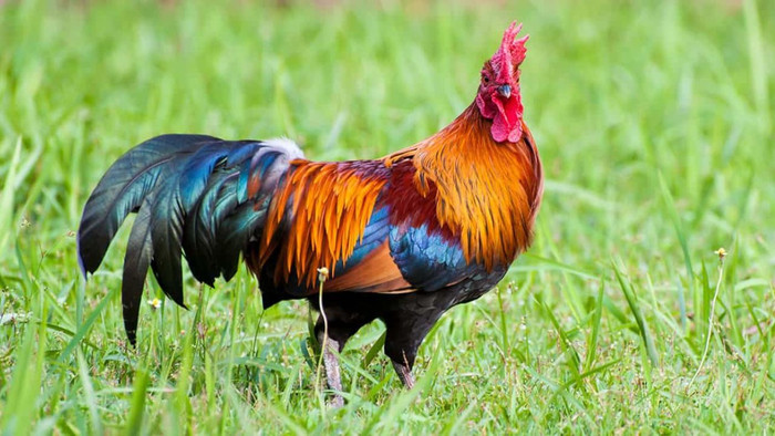 3 con giáp càng dám thay đổi càng dễ thành công trong nửa cuối năm Ảnh 3