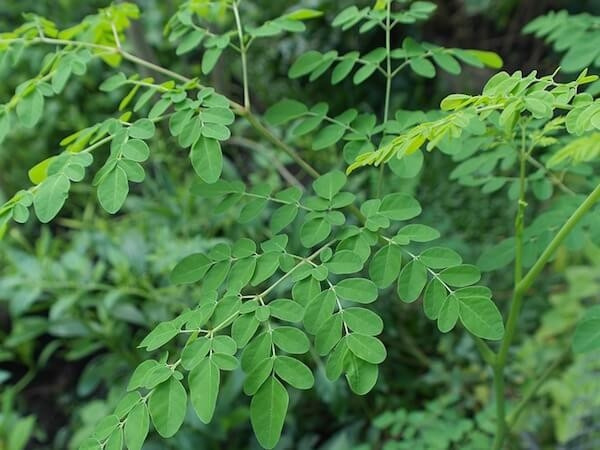 Loại rau giàu vitamin K nhưng ít xuất hiện trong bữa cơm người Việt Ảnh 3