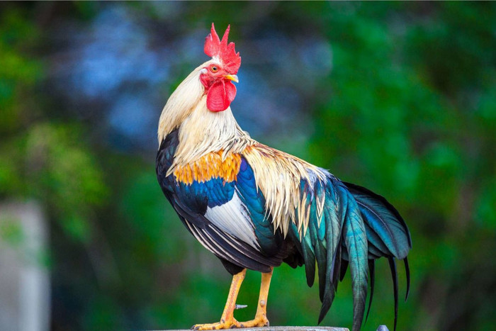 4 con giáp được dự báo càng chủ động thay đổi càng dễ gặt hái thành công Ảnh 4