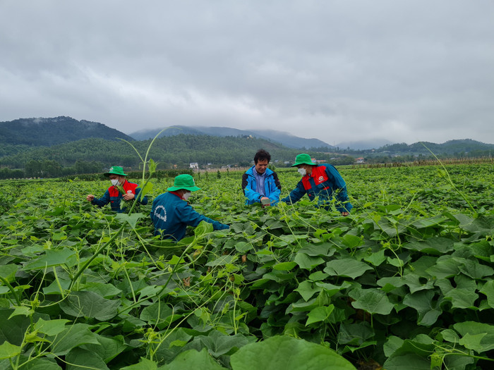 Người dân ở Tam Đảo lao động tại vườn rau su su - loại rau đặc sản ở nơi đây. Ảnh: Sưu tầm