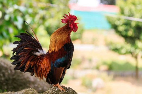 4 con giáp thời trẻ nhiều lần lỡ cơ hội, càng về sau càng gặp thời Ảnh 4
