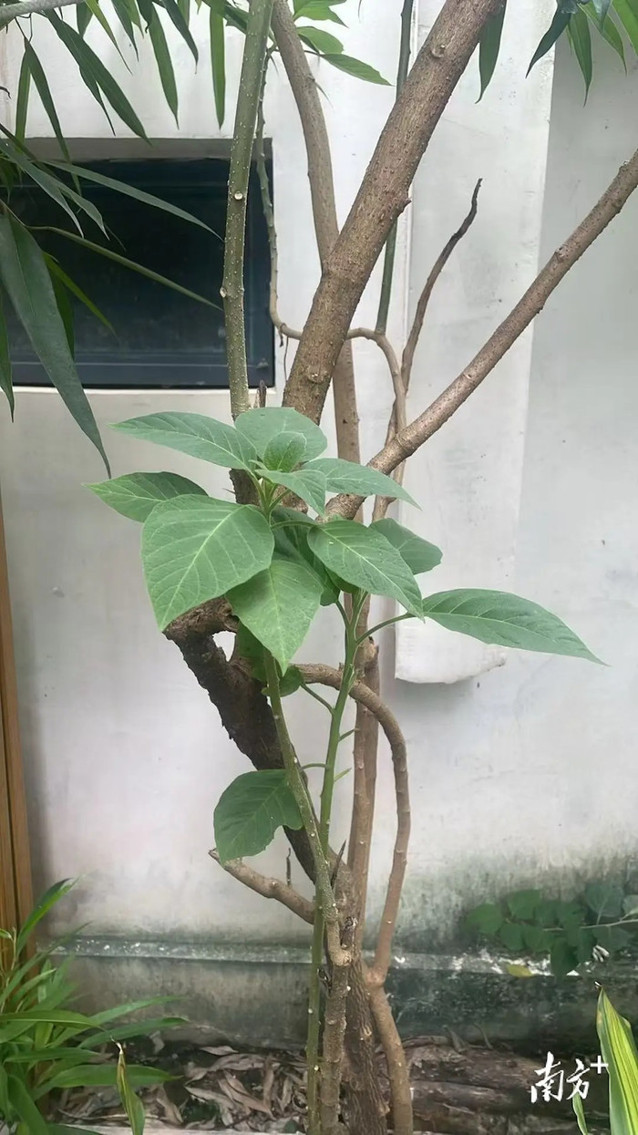 Hái lá cây nấu nước uống, người đàn ông khiến mẹ và anh trai nguy kịch Ảnh 3
