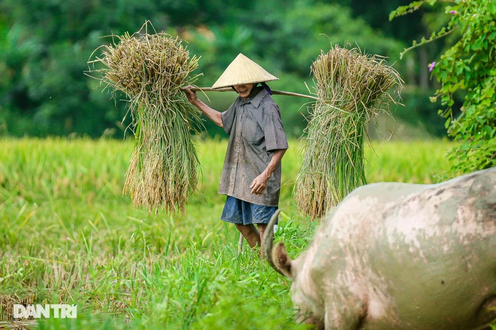 Khung cảnh yên bình ở xứ Nghệ. Ảnh: Dân Trí