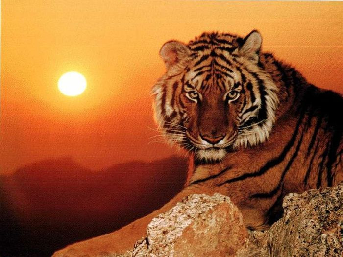Điểm yếu của người tuổi Dần Ảnh 2