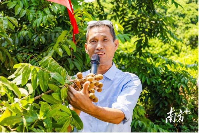 Loại trái cây lai giữa nhãn và vải sắp được bán ra thị trường Ảnh 3