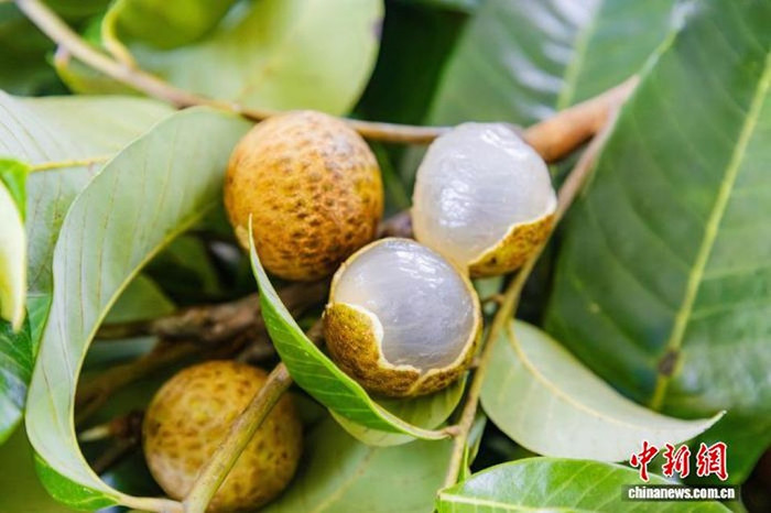 Loại trái cây lai giữa nhãn và vải sắp được bán ra thị trường Ảnh 1