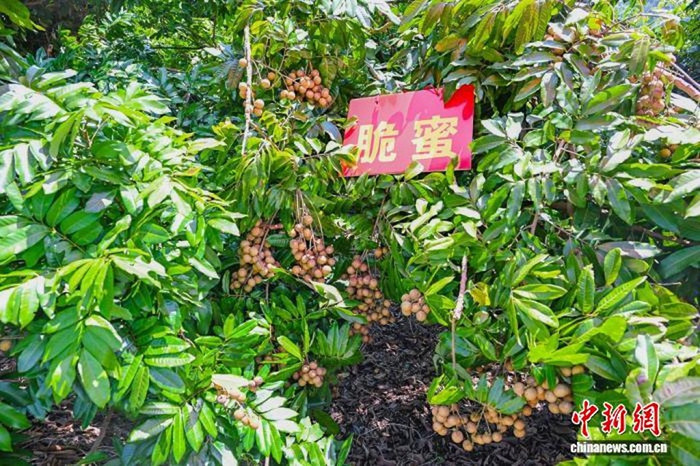 Loại trái cây lai giữa nhãn và vải sắp được bán ra thị trường Ảnh 2
