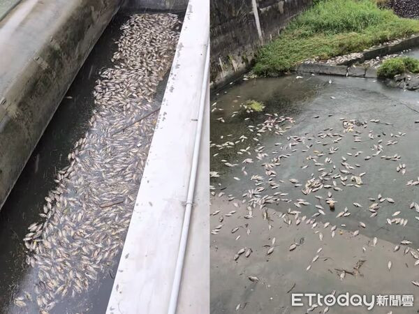 Vừa dọn sạch 5 tấn cá chết, con sông lại xuất hiện cảnh tượng khiến người dân hoảng hốt Ảnh 1