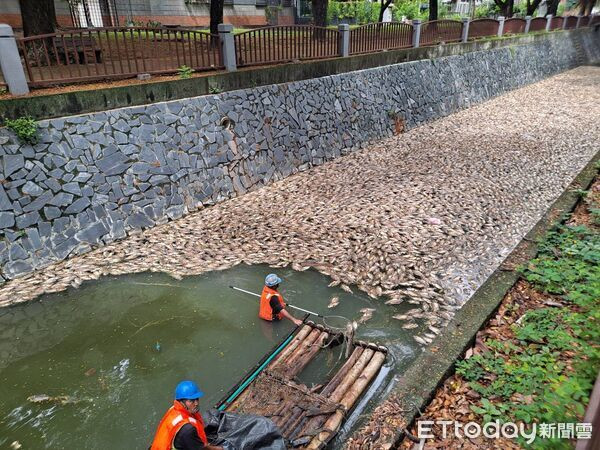 Vừa dọn sạch 5 tấn cá chết, con sông lại xuất hiện cảnh tượng khiến người dân hoảng hốt Ảnh 2