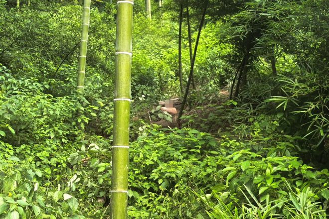 Cụ ông 76 tuổi mất tích suốt 14 tiếng, cảnh tượng khi được tìm thấy khiến con gái bật khóc Ảnh 4