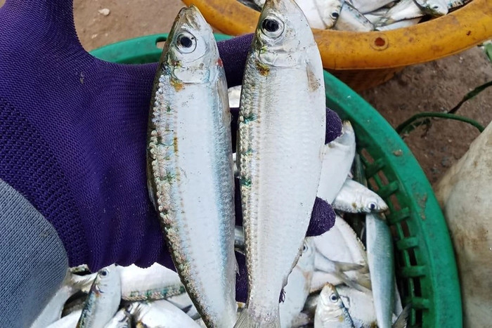 Ăn gì vào buổi tối để cơ thể nhẹ nhàng, ngủ ngon hơn? Ảnh 1