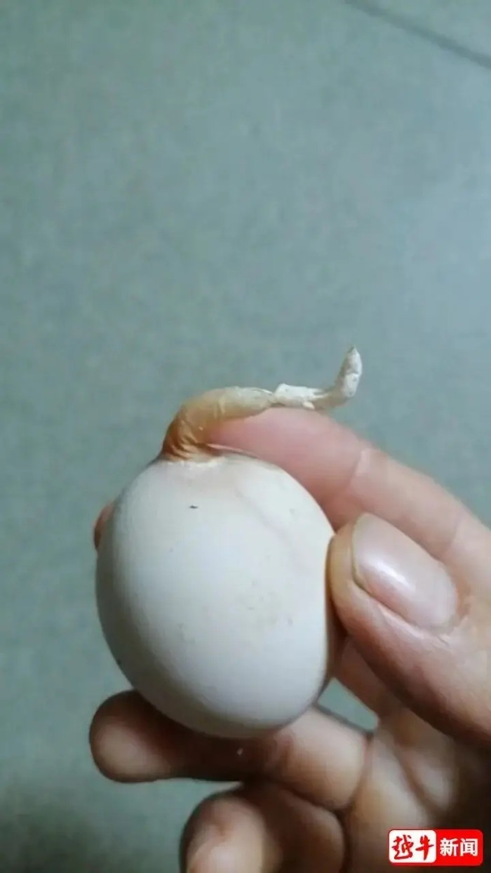 Nuôi gà hơn một năm, người phụ nữ bàng hoàng khi nhặt được quả trứng mọc đuôi Ảnh 3