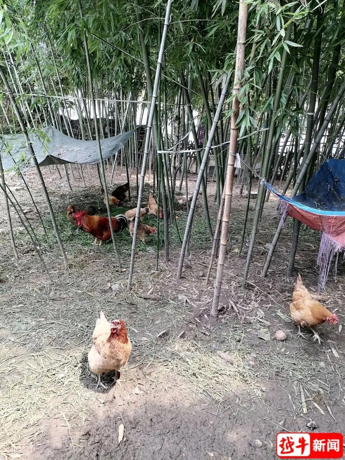 Nuôi gà hơn một năm, người phụ nữ bàng hoàng khi nhặt được quả trứng mọc đuôi Ảnh 2