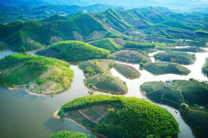 Đồi chè Thanh Chương. Ảnh: Sưu tầm