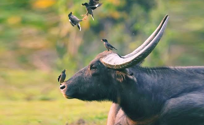 3 con giáp có khả năng giữ tiền tốt, càng tích lũy càng vững vàng Ảnh 1