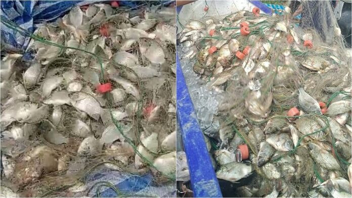 Đi bắt cá nấu cơm tối, người đàn ông kinh ngạc sau khi kéo lưới lên Ảnh 2