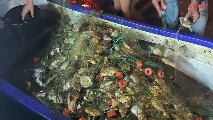 Đi bắt cá nấu cơm tối, người đàn ông kinh ngạc sau khi kéo lưới lên Ảnh 1