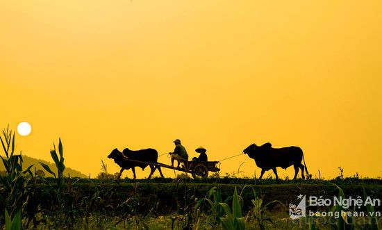 Cảnh đẹp của làng quê nằm bên cạnh những con sông, bờ đê ở xứ Nghệ. Ảnh: báo Nghệ An