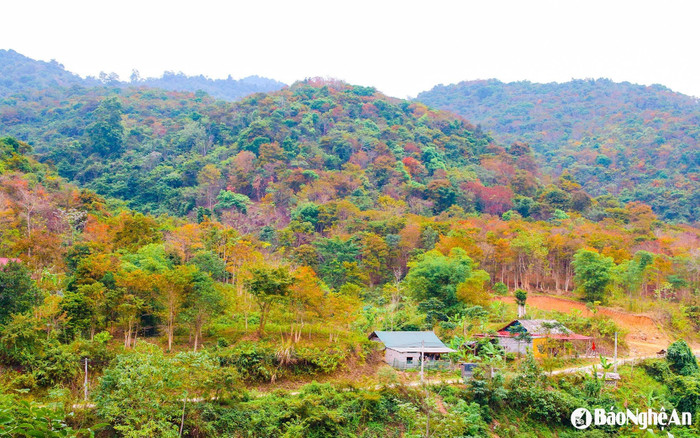 Ảnh: báo Nghệ An