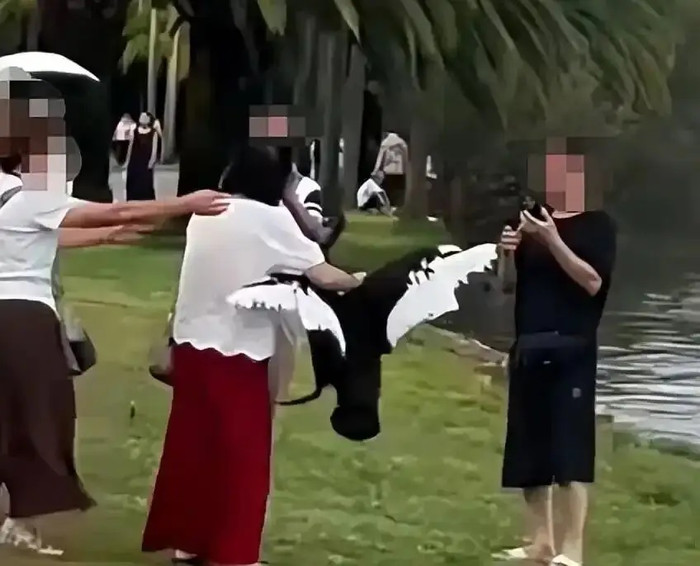 Túm cổ thiên nga đen kéo lên bờ để chụp ảnh, người phụ nữ khiến cộng đồng mạng bức xúc Ảnh 1