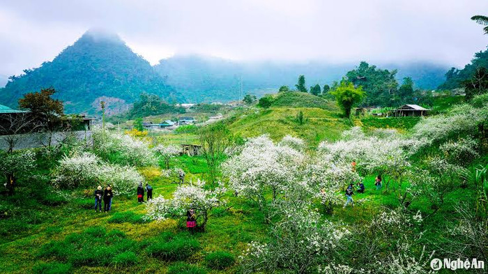 Ảnh: báo Nghệ An