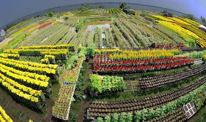 Làng hoa Sa Đéc. &nbsp;Ảnh: Sưu tầm