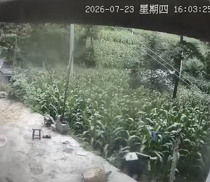 Bé trai mất tích sau khi nhảy vào ruộng ngô, 6 ngày sau được tìm thấy đầy kì lạ Ảnh 1