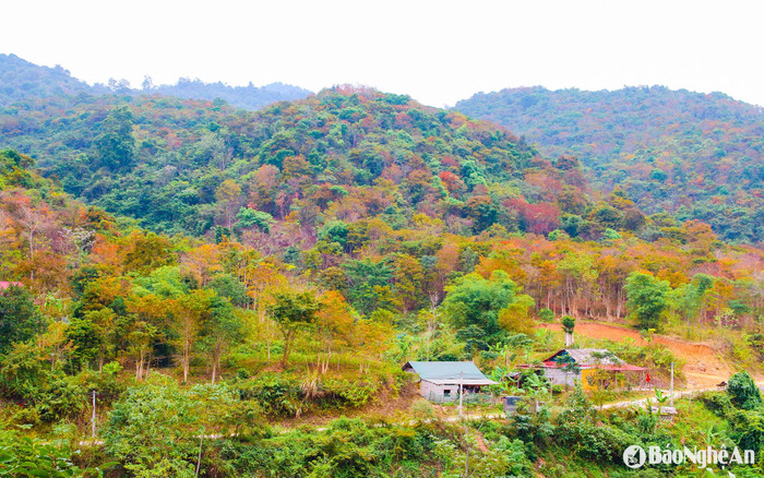 Ảnh: báo Nghệ An