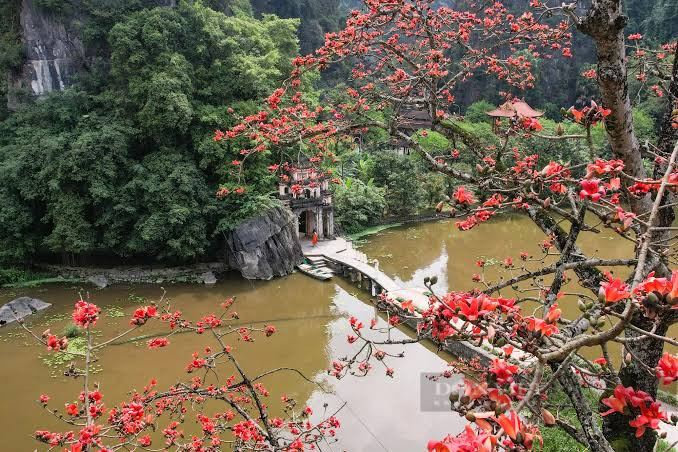 Mùa hoa gạo ở Ninh Bình. Ảnh: báo Dân Việt