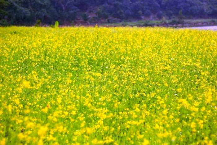 Mùa cải vàng ở Ninh Bình. Ảnh: báo Dân Trí