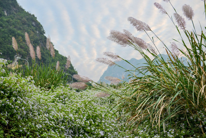 Tràng An mùa lau trắng nở. &nbsp;Ảnh: Trung tâm Xúc tiến du lịch Ninh Bình