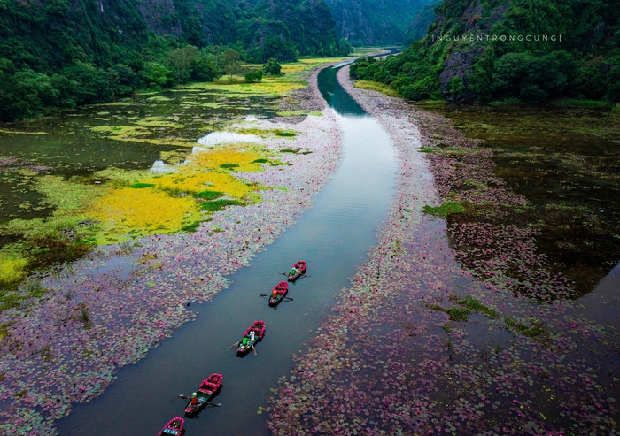 Mùa hoa súng ở Ninh Bình. Ảnh: Nguyễn Trọng Cung