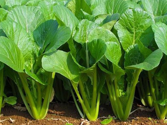Top 3 loại rau giúp bữa ăn nhẹ bụng nhưng vẫn giàu dinh dưỡng Ảnh 1