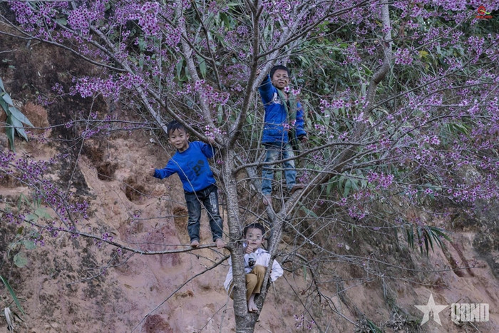 Sắc hoa nơi miền biên giới xứ Nghệ. Ảnh: QĐND