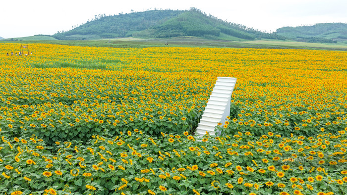 Mùa hoa hướng dương ở xứ Nghệ. Ảnh: báo Lao Động