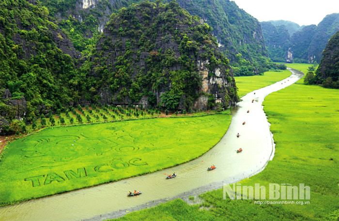 Dòng sông Ngô Đồng xanh ngắt những ngày lúa non. Ảnh: báo Ninh Bình