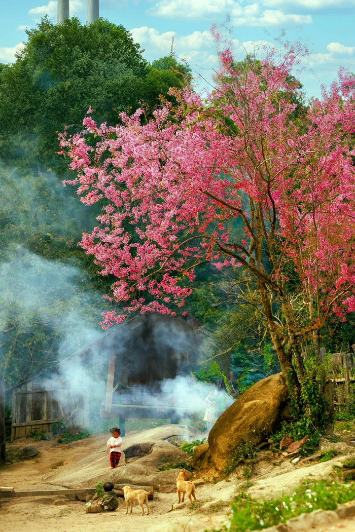 Hoa anh đào bung nở ở miền biên viễn xứ Nghệ. Ảnh: VOV