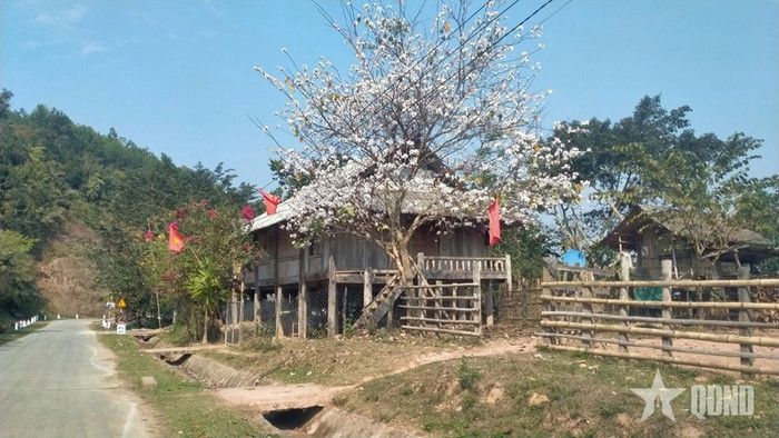 Cây hoa ban nở trắng. Ảnh: QĐND