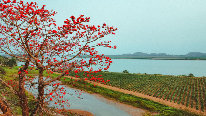 Cảnh đẹp đến nao lòng ở miền quê xứ Nghệ. Ảnh: Nguyễn Tài Vinh/báo Phụ nữ Việt Nam