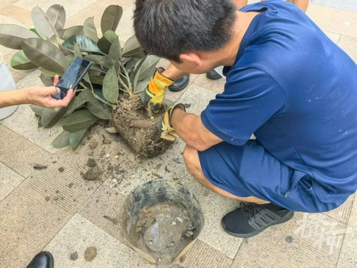 Mua cây cảnh trên mạng giá 200 nghìn đồng, người phụ nữ kinh hoàng thứ nằm dưới lớp đất Ảnh 2