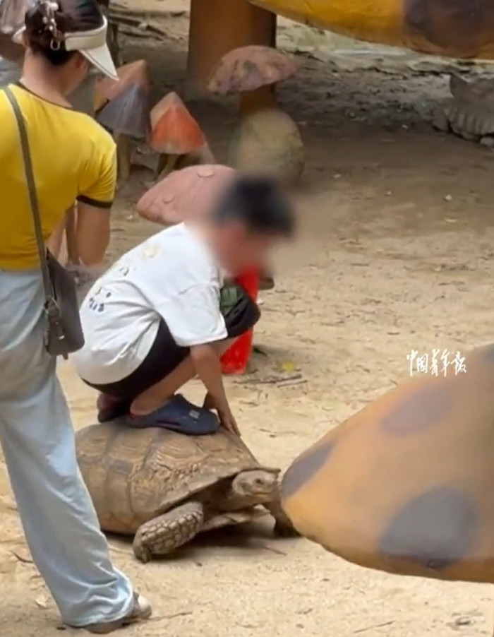 Người phụ nữ bế con ngồi lên lưng rùa trong vườn thú, du khách phẫn nộ Ảnh 2