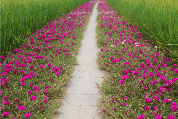 Cảnh đẹp . Ảnh: báo Đồng Tháp